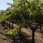 10 Wines That Impressed Critics