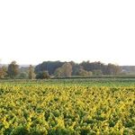 California Wine's Best Kept Secret