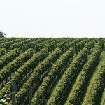 Texas Winery Shines at San Diego Challenge