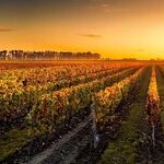 'American Rhone'