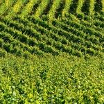 Bordeaux 2016: The Right Bank