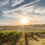 Bordeaux Vintage 2016: The Medoc