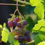 The Accidental Winemaker