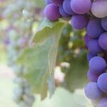 Franciacorta: A League of Its Own