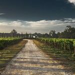 10 Summer Value Wines