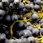 The Queen of California Pinot Noir