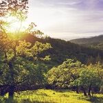 Napa Dominates Winemaker Challenge
