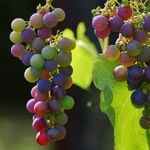 Bordeaux 2017: Weathering the Storm