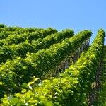 Older Wines: Risk and Reward