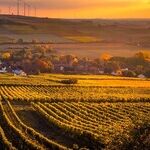Winery to Watch: Acumen