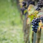 Domestic Winery of the Year