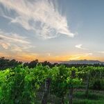 Import Wine of the Year