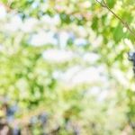 Winery to Watch: TerraPura