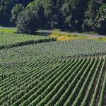 Bordeaux 2016: My Faves