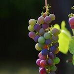 The Excellent 2016 Vintage of Bordeaux