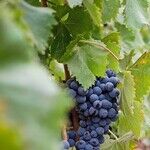 Best Winery Tasting Room?