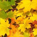 The Case for Domestic Wines at Thanksgiving