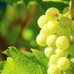 The Wines of Bibiana