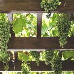 The Family Winery