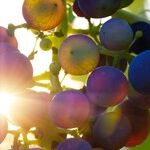 Wine Industry Survey Indicates Resilience