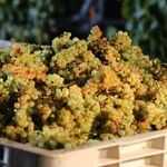 A Chardonnay Renaissance?