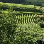 Remembering the 2020 Vintage