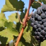 Merlot Fights Back