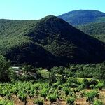 Winery to Watch: Blackbird Vineyards