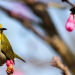 'Biannual' vs. 'Biennial' Distinction Is for the Birds