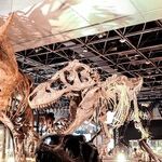 We're Haunted by Linguistic Fossils