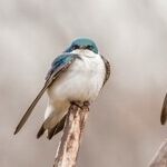 The Bird Is the Word?