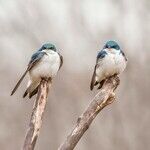 The Bird Is the Word?