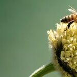 Can't Do It By Yourself? Try Plan 'Bee'