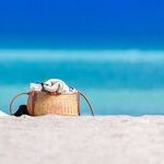 Summer Dreams of Verbal Themes