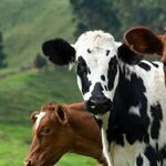 Latin Word for Cattle Became a Cash Cow