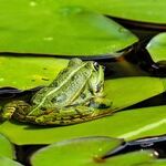 Keeping the Frogs in the Wheelbarrow