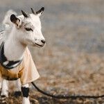 Origins Breathe Life Into Words