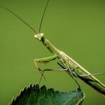 Who Was That Masked Mantis?