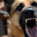 Dogged Readers Snarl at Pet Peeves