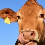 'Gregarious' and 'Ruminate' Share Beastly Origins