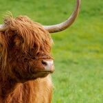 Phoenician Oxen Earn 'A' for Effort