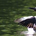 Loons, Moons and Loony Toons