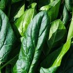 Do You Like Spinach More Than Me?