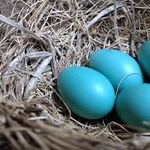 'Round-Robin' Is Based on Circular Reasoning