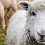 Where Never Is 'Herd' a Discouraging Word