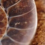 Is There a Fossil on Your Tongue?