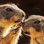 Old English 'Godmother' Spawns Lurid 'Gossip'!