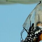 When Caterpillars 'Butterfly' into Verbs
