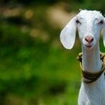 Latin Root 'Caper' Has Got Your Goat