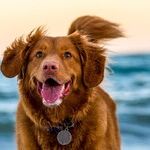 'Recouping' Gives Reader Paws